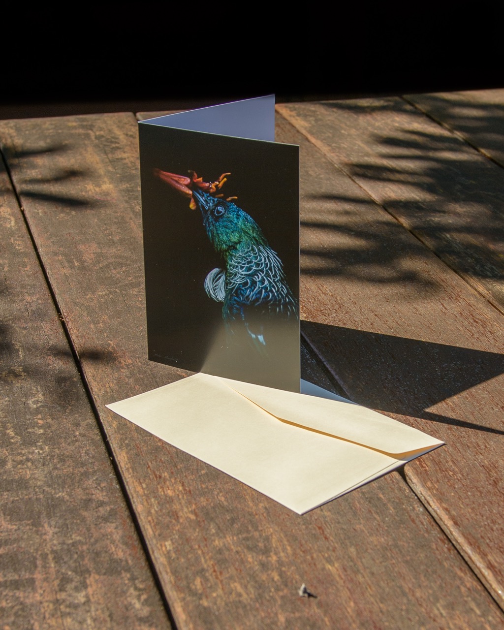 Black Tui Wildlife Greeting Cards - New Zealand Bird Photography